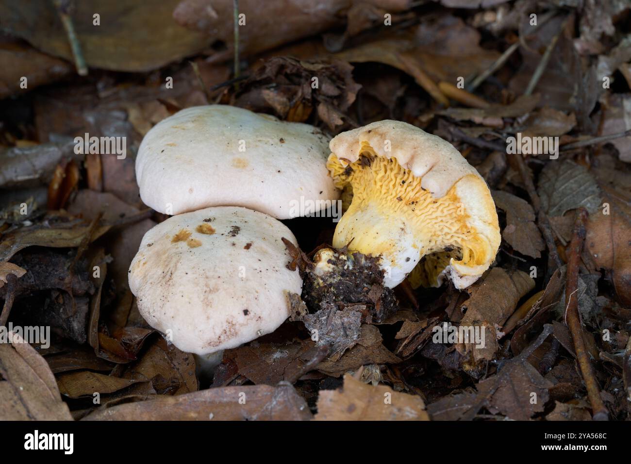 Cantharellus pallens mushroom in the leaves. Wild edible mushrooms in the oak-beech forest. Stock Photo