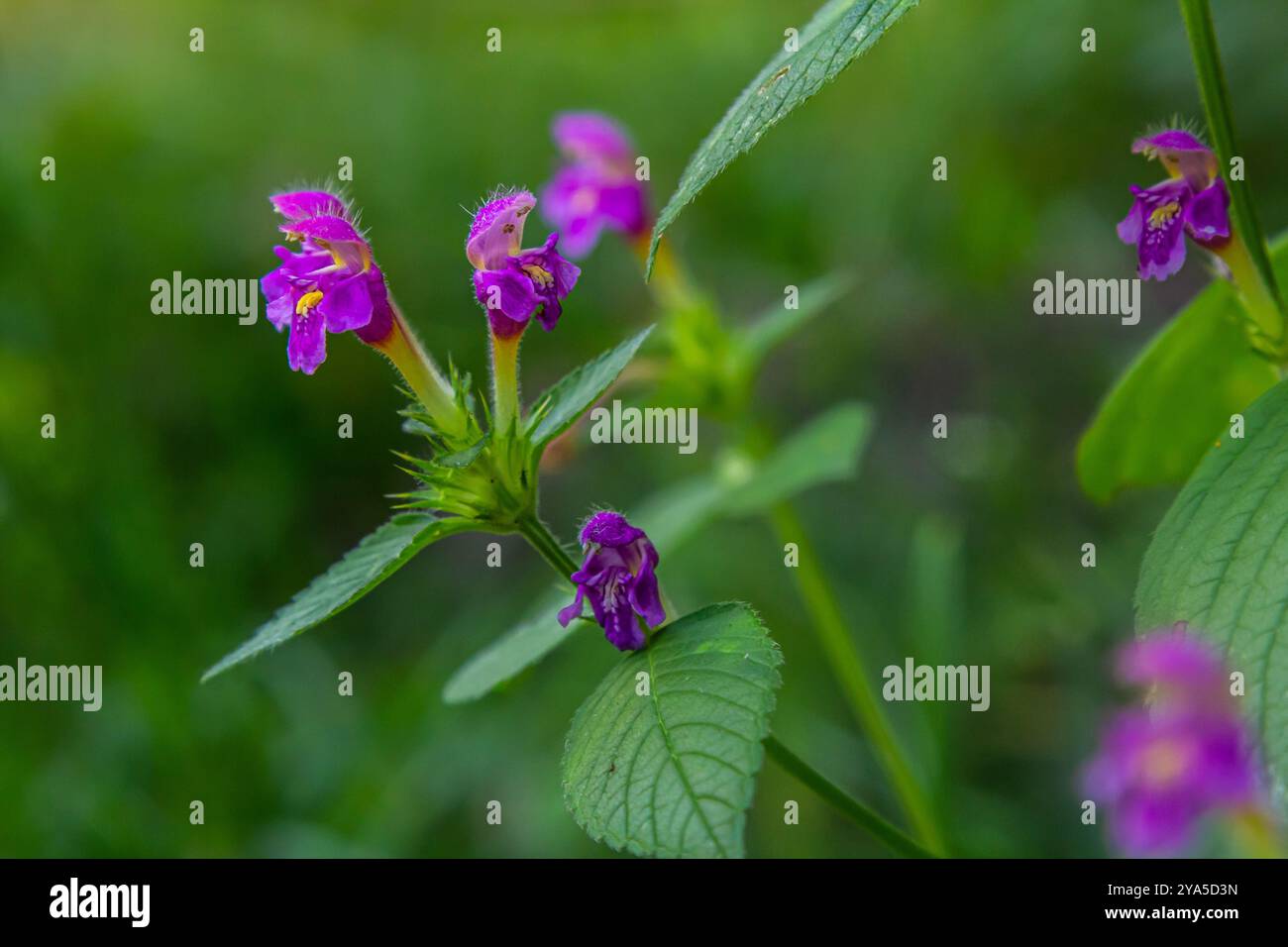 Common Hemp nettle, Galeopsis tetrahit .Bifid hemp-nettle Galeopsis bifida. Plant in the family Lamiaceae with pink flowers, the lowest lobe of which Stock Photo