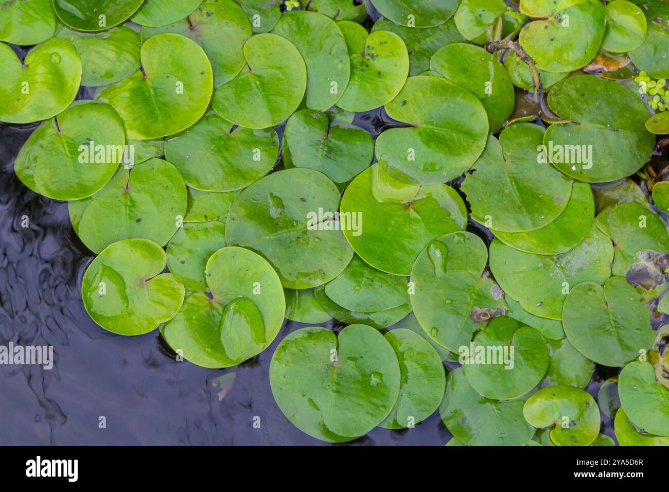 Hydrocharis morsus-ranae, frogbit, is a flowering plant belonging to the genus Hydrocharis in the family Hydrocharitaceae. It is a small floating plan Stock Photo