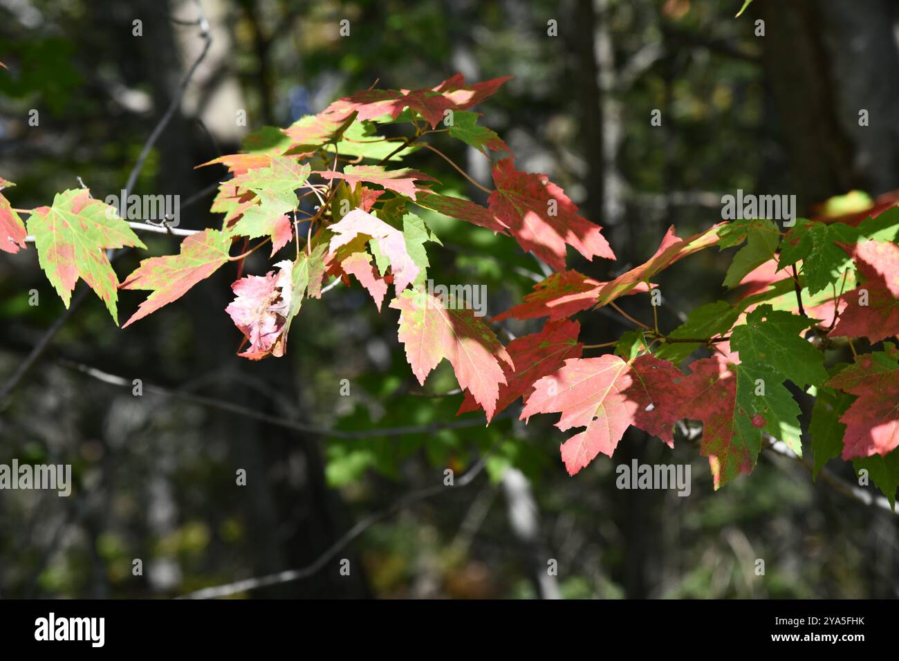 Closeup of maple leaves starting to change to fall colours Stock Photo