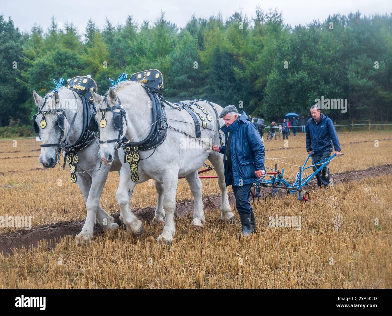 Perlethorpe, Nottinghamshire, UK, 12 October 2024.  The 73rd British National Ploughing Championships & Country Festival takes place as over two hundred and fifty competitors try and plough the straightest furrow using traditional heavy horses, steam ploughing engines, vintage tractors and modern-day equipment.         Credit: Matt Limb OBE/Alamy Live News Stock Photo