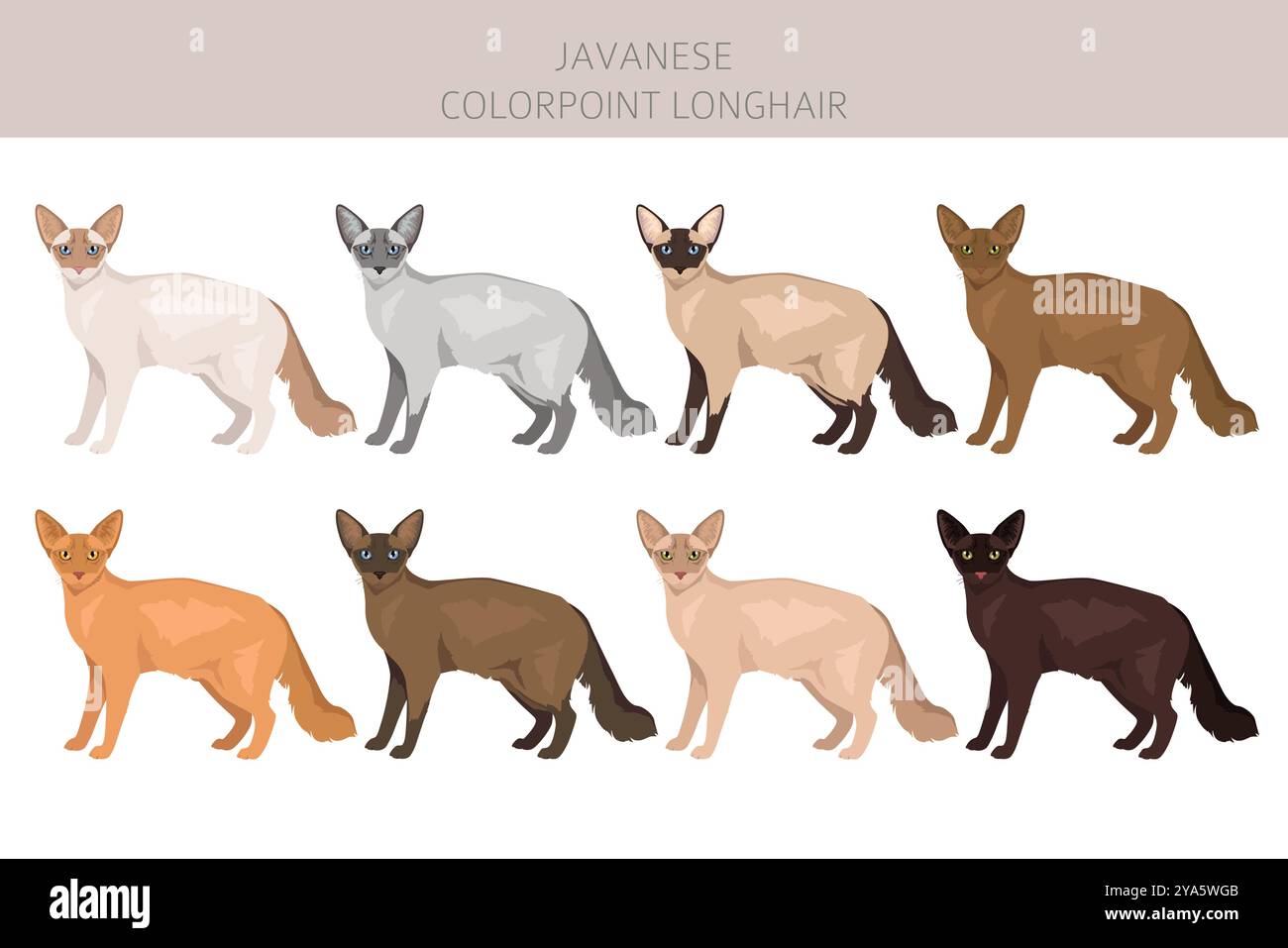 Javanese cat clipart. Colorpoint Longhair cats all coat colors set. All