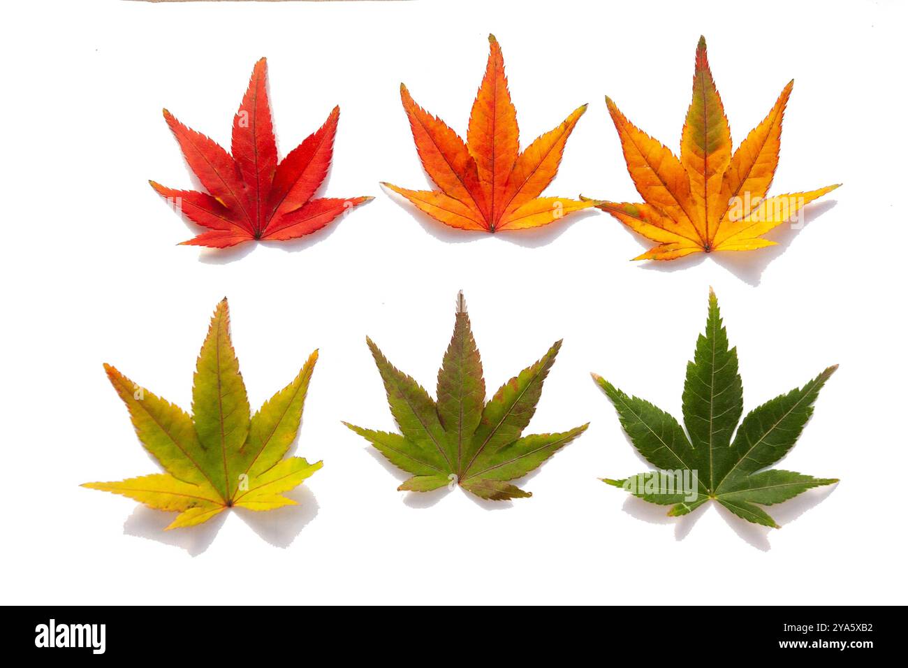 Colorful autumn maple leaves isolated on white background Stock Photo ...