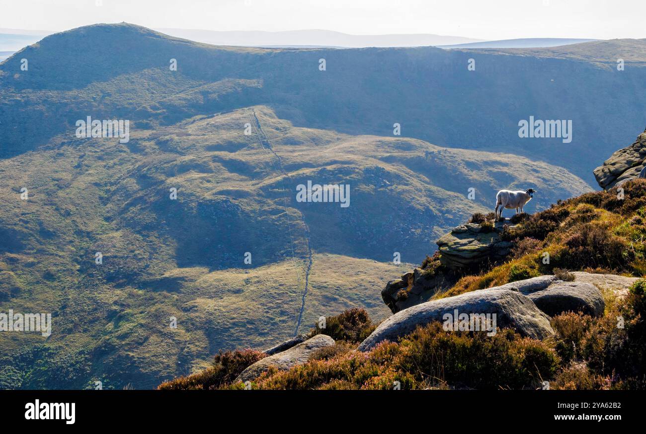 Solitary sheep on the edge of the KInder Plateau above Grindsbrook Clough looking towards Grindslow Knoll in the Derbyshire Peak District UK Stock Photo