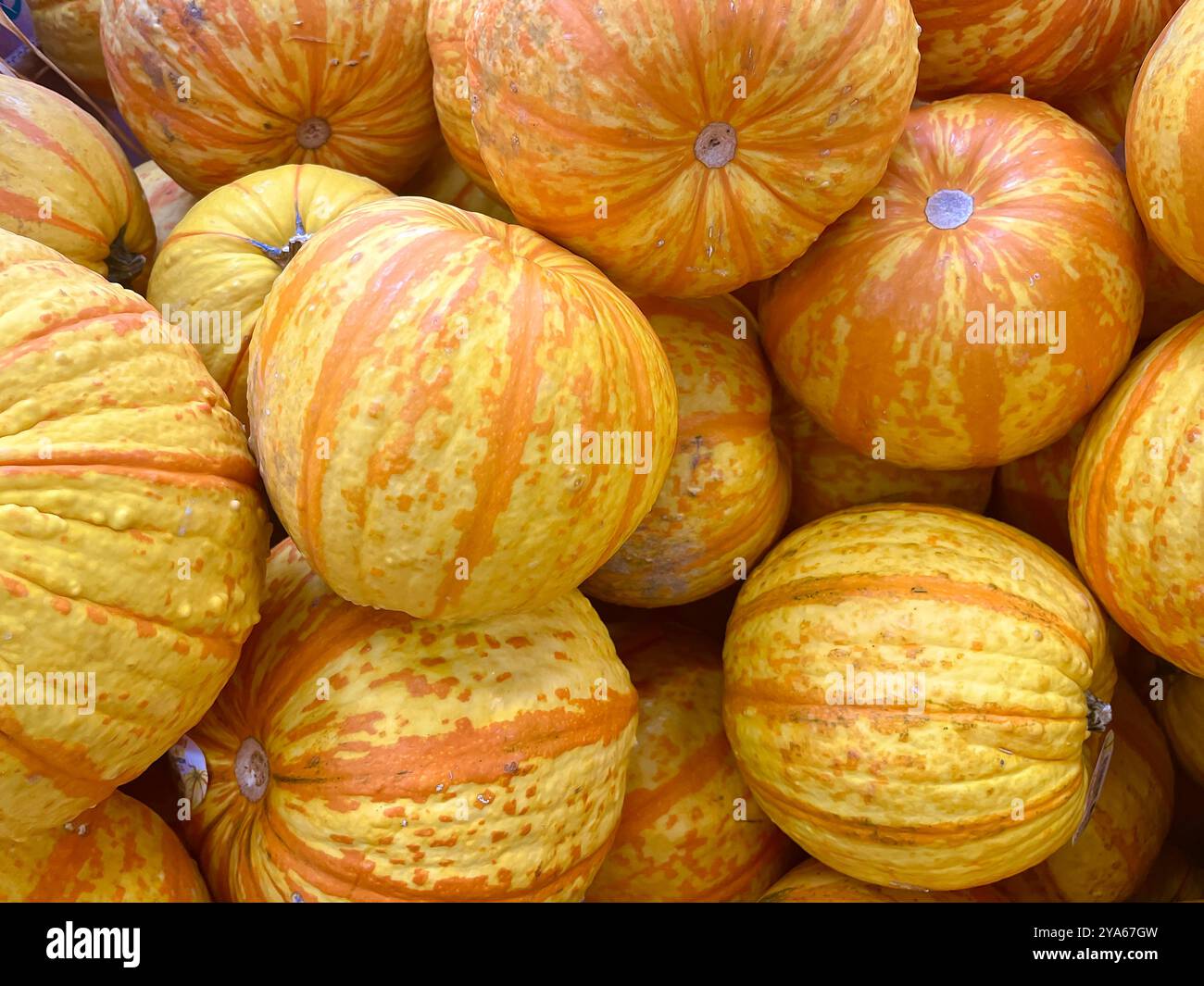 Multiple ripe colorful orange and white pumpkins background . Pumpkins ...