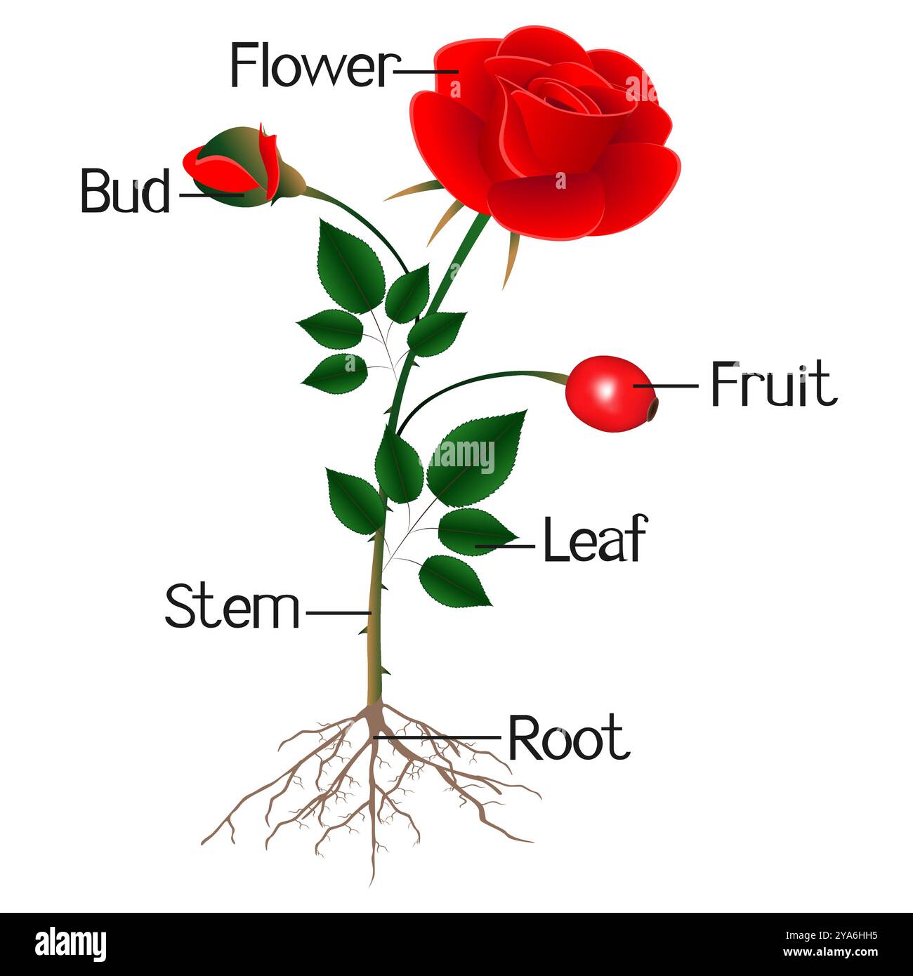 Branch Of Roses The illustration shows part of the rose plant Stock Vector Image & Art ...