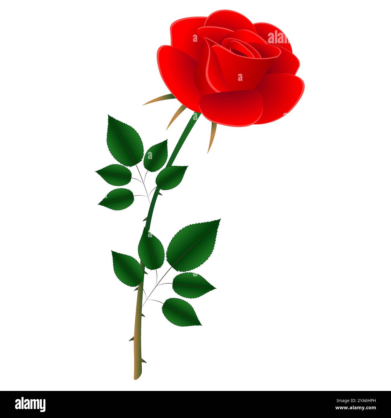 Image of red rose stem with leaves Stock Vector Images - Alamy