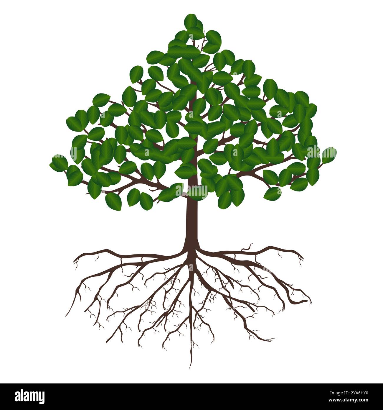 How To Draw A Tree With Leaves And Roots