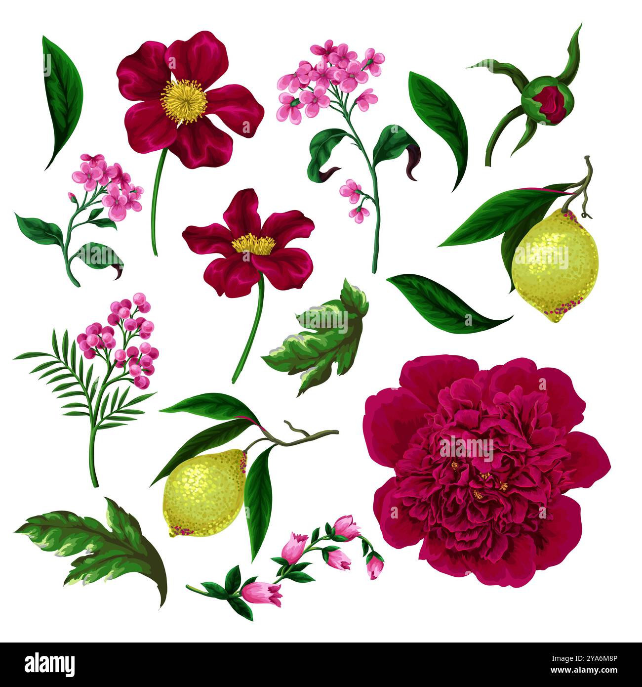 Peonies, lemons and other flowers isolated. Vector. Stock Vector