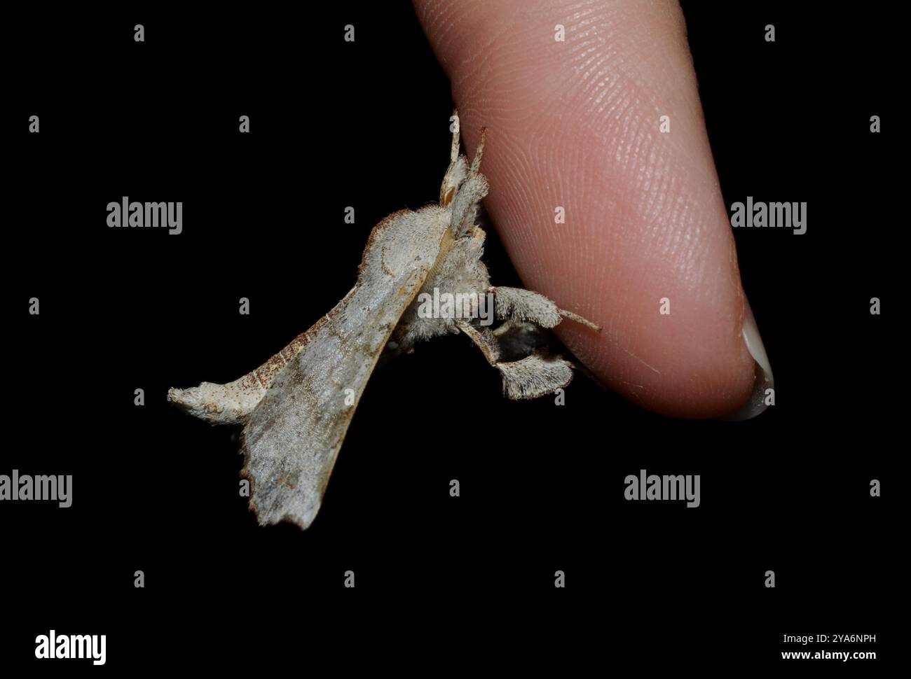 Angel Moth (Olceclostera angelica) Insecta Stock Photo - Alamy