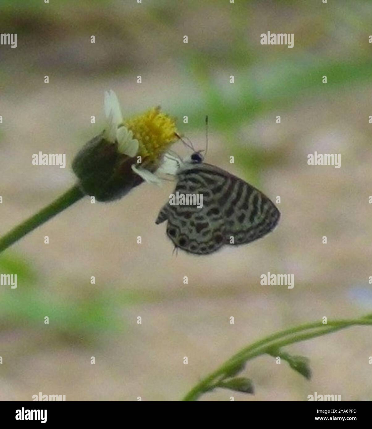 Zebra Blue (Leptotes plinius) Insecta Stock Photo - Alamy