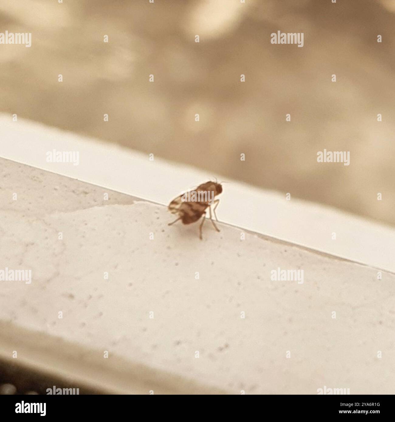 Fruit, Signal, and Picture-winged Flies (Tephritoidea) Insecta Stock ...
