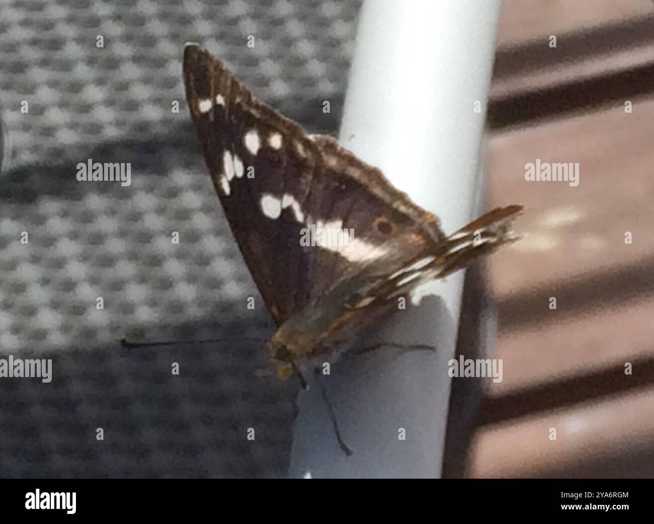 Purple Emperor (Apatura iris) Insecta Stock Photo - Alamy