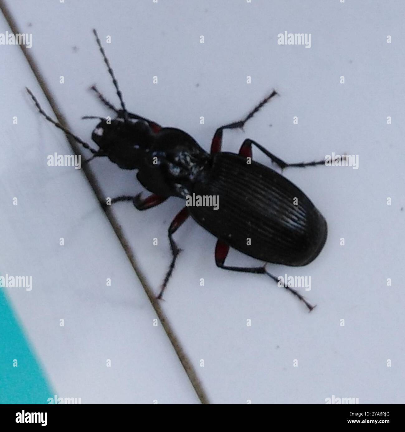 Clock Insect Blackclock Ground Beetles (Pterostichus) Insecta Stock Photo - Alamy