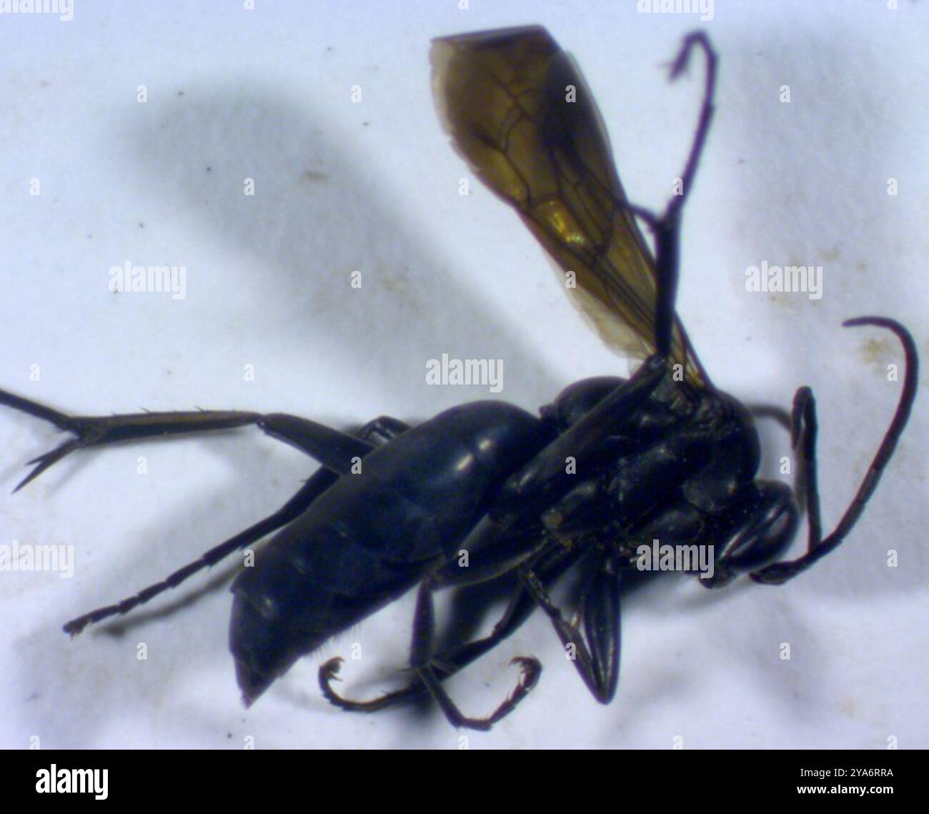 Blue-black Spider Wasps (Anoplius) Insecta Stock Photo - Alamy