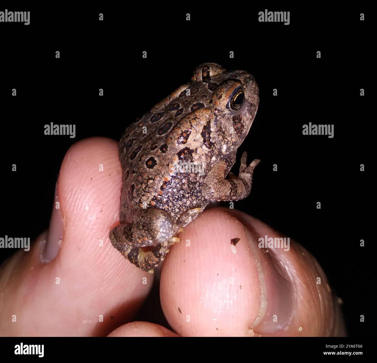 Fowler's Toad (Anaxyrus fowleri) Amphibia Stock Photo - Alamy