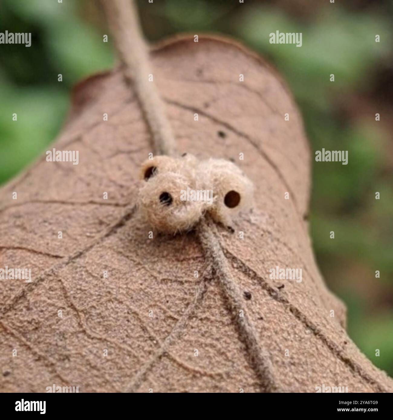 Durun Insect Druon hi-res stock photography and images - Alamy