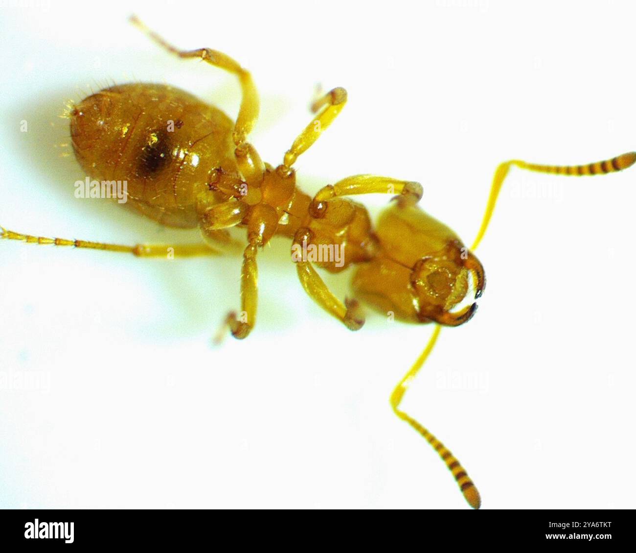 Shaded Insect Lasius aphidicola hi-res stock photography and images - Alamy