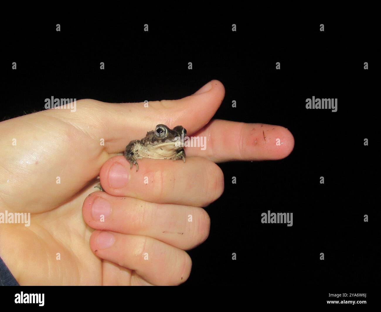 Sand Toad (Vandijkophrynus angusticeps) Amphibia Stock Photo - Alamy