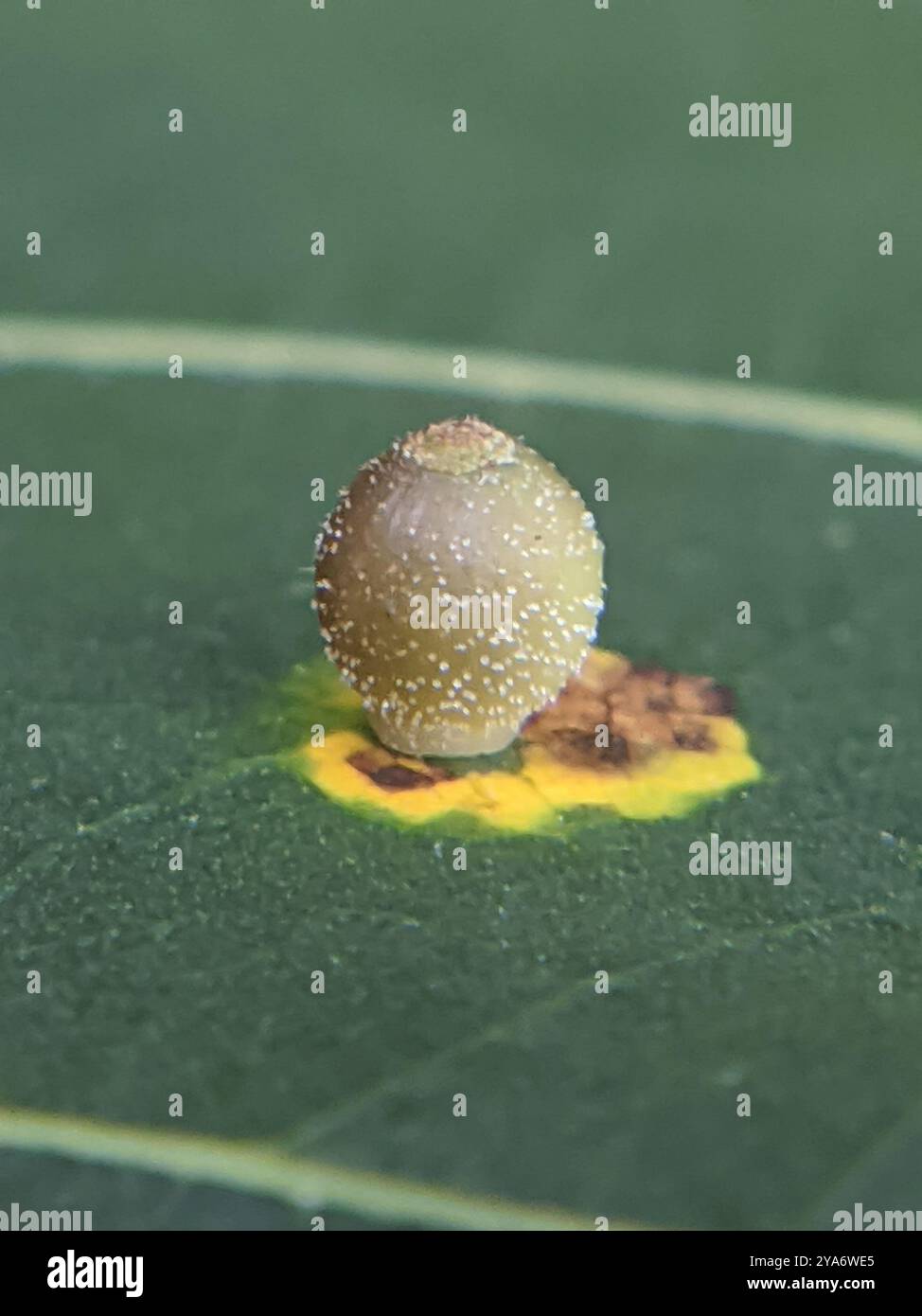 Hickory Sticky Ginger Jar Gall Midge (Caryomyia viscidolium) Insecta ...