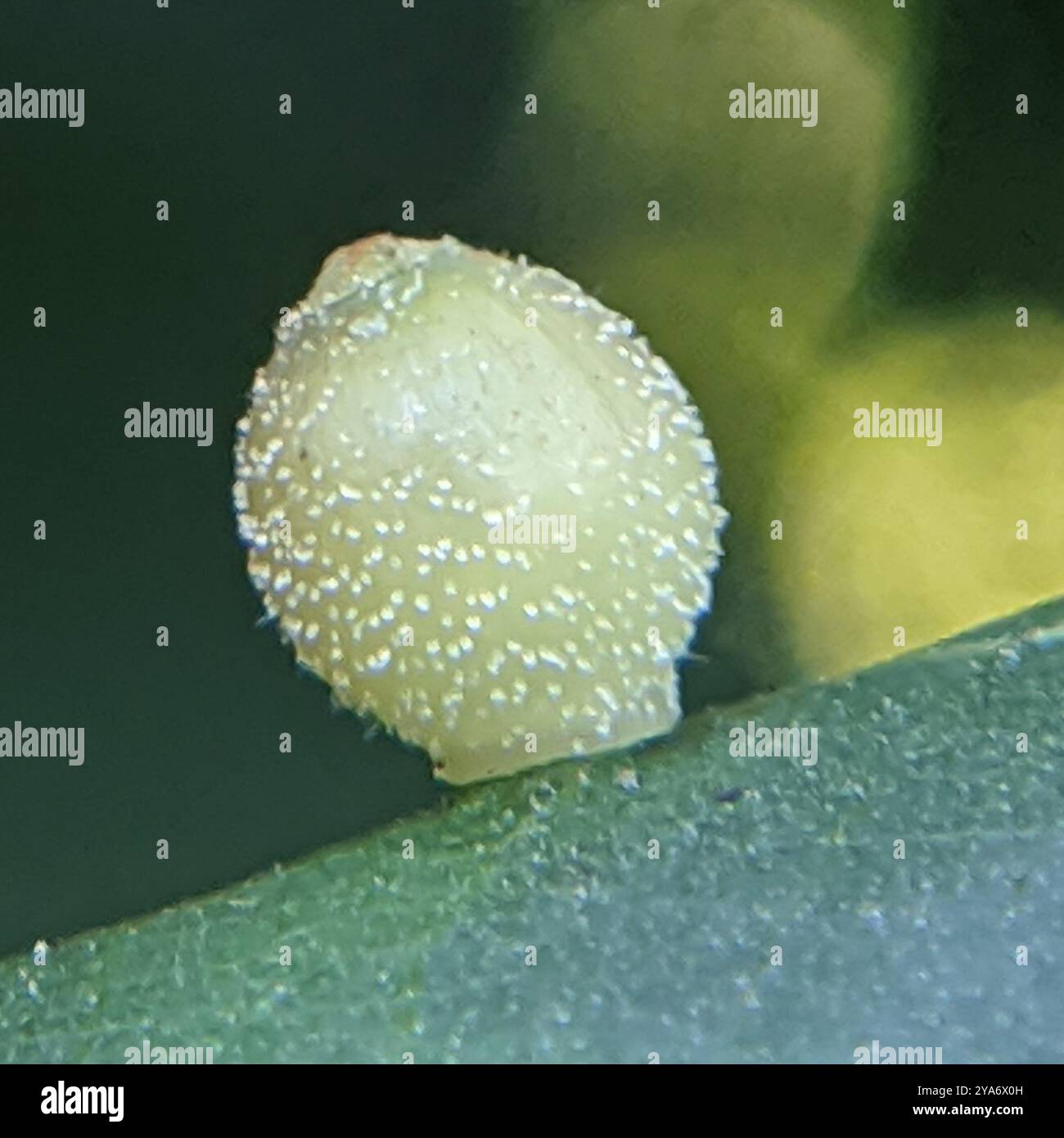 Hickory Sticky Ginger Jar Gall Midge (Caryomyia viscidolium) Insecta ...