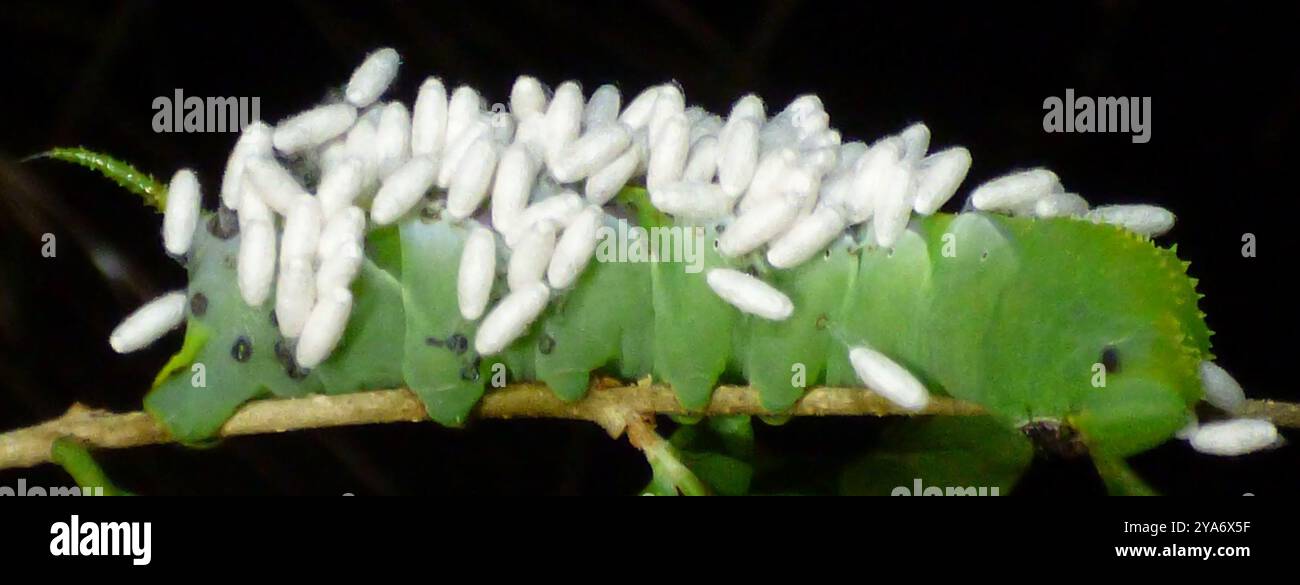 Hornworm Parasitoid Wasp (Cotesia congregata) Insecta Stock Photo - Alamy