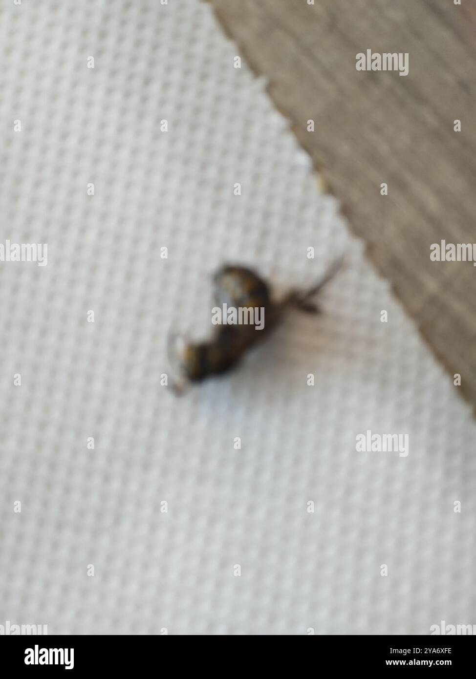 Hornets, Paper Wasps, Potter Wasps, and Allies (Vespidae) Insecta Stock ...