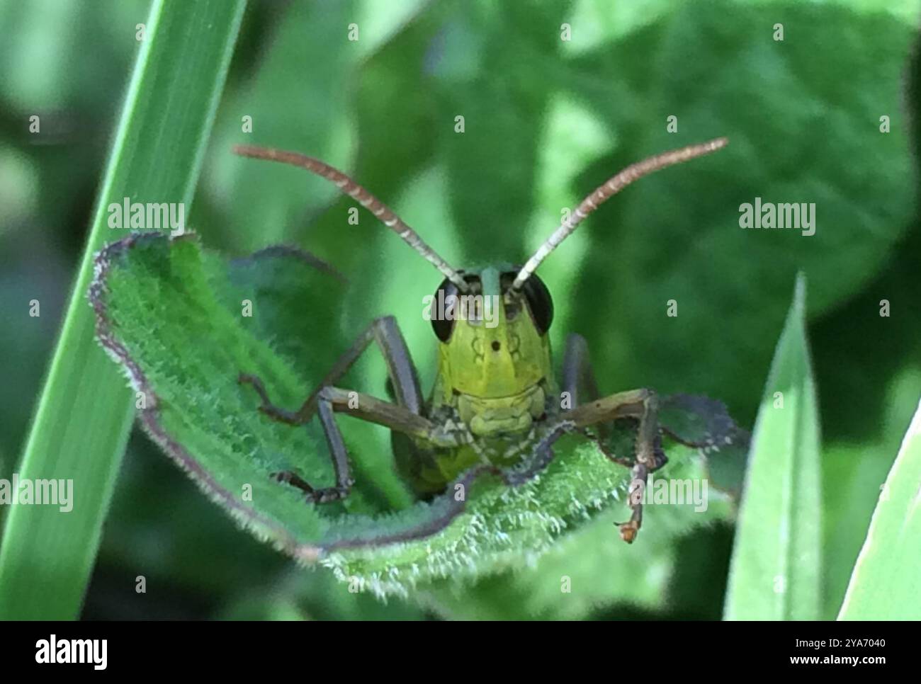 Meadow Grasshopper (Pseudochorthippus parallelus) Insecta Stock Photo ...