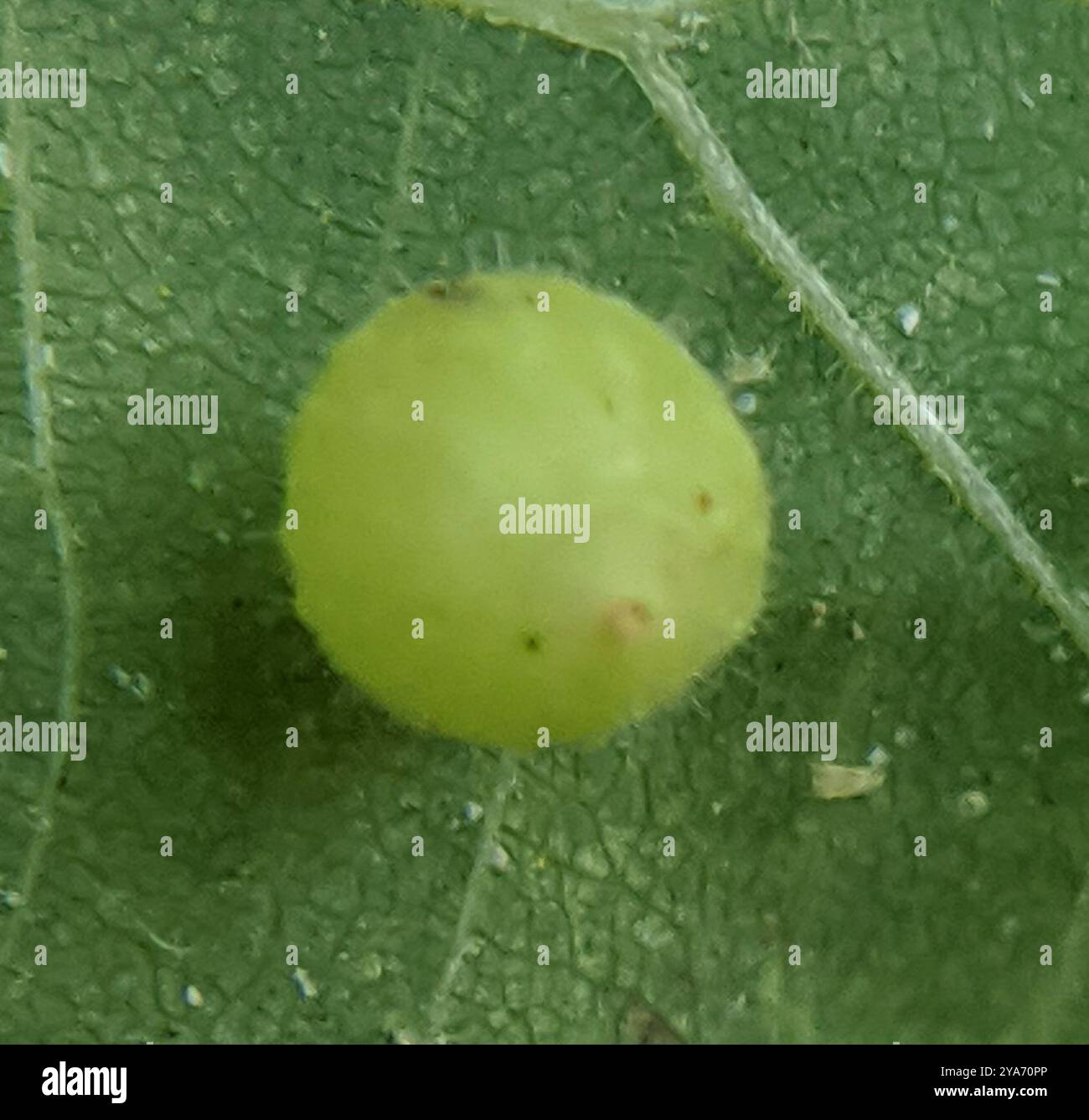 Hickory Fuzzy Ginger Jar Gall Midge (Caryomyia cilidolium) Insecta ...