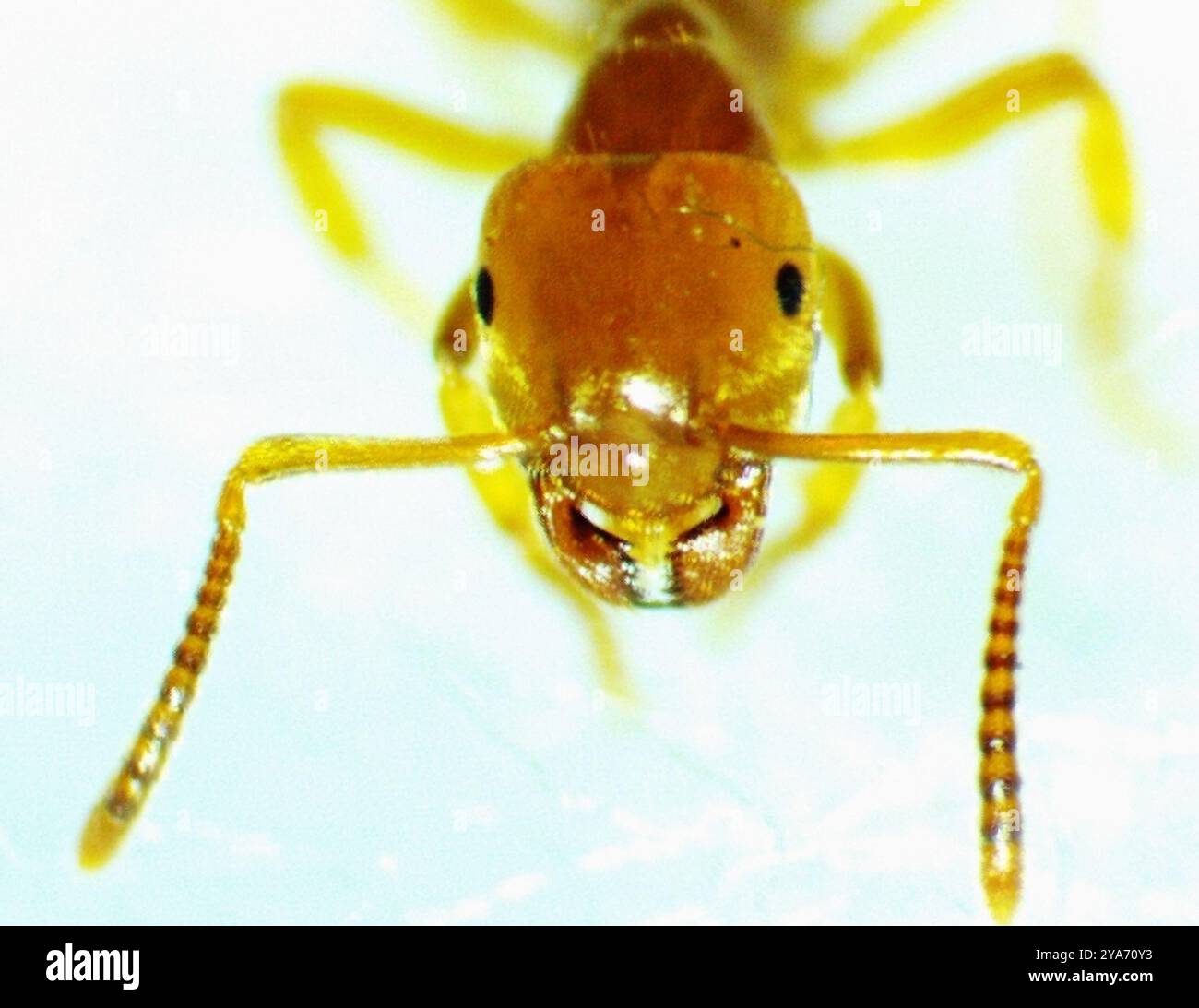 Cell Shaded Insect Lasius aphidicola hi-res stock photography and images - Alamy
