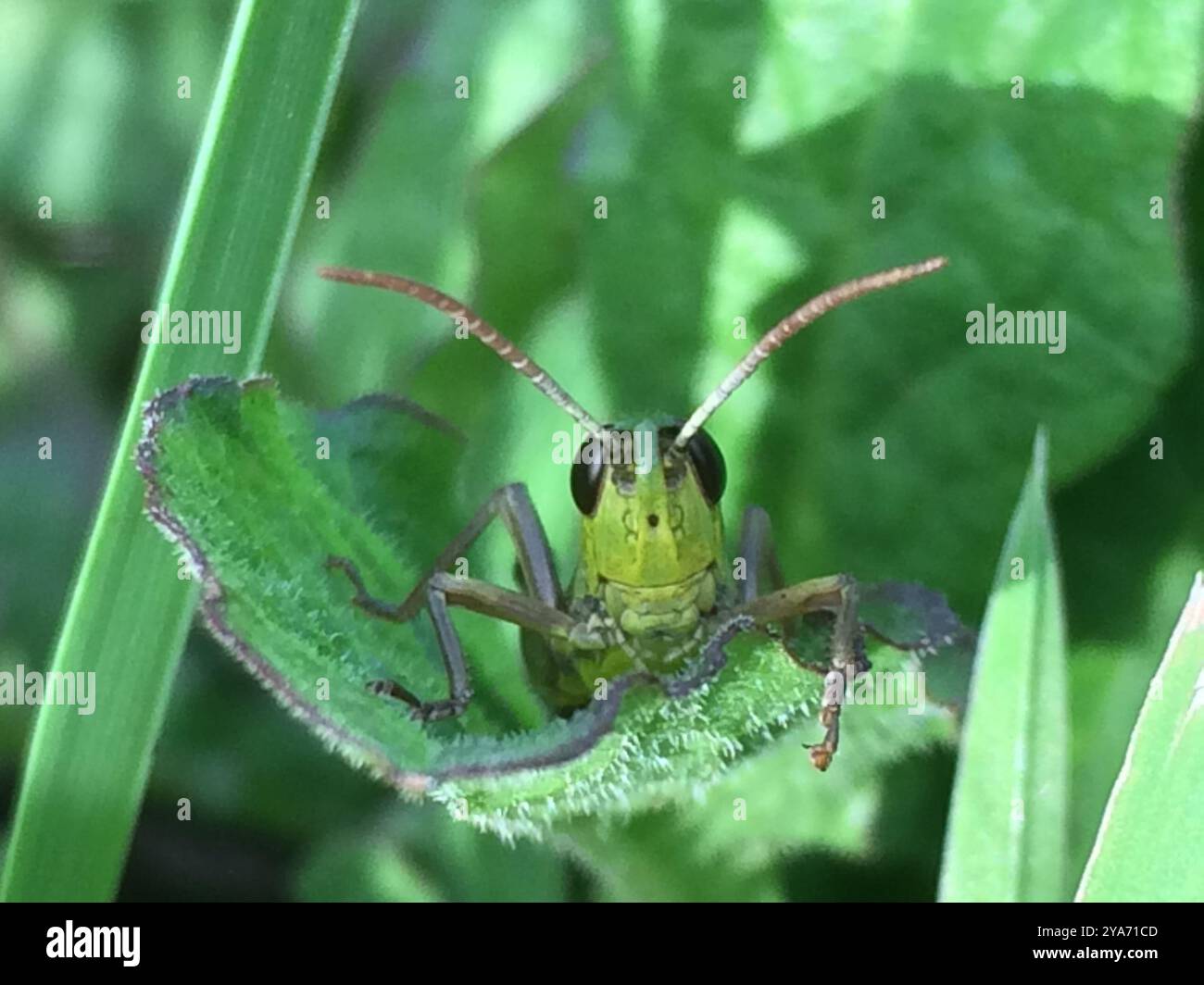 Meadow Grasshopper (Pseudochorthippus parallelus) Insecta Stock Photo ...