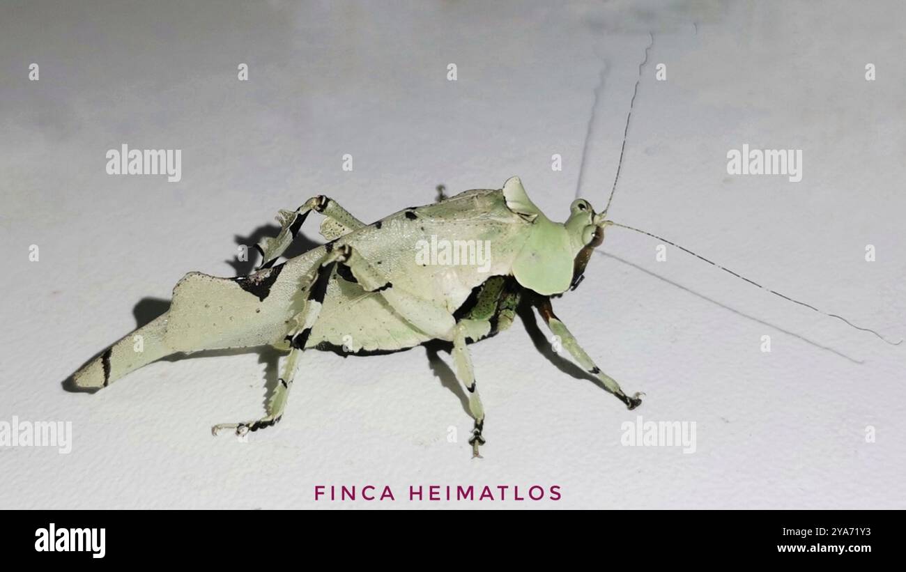 Litch Insect Lichenomorphus hi-res stock photography and images - Alamy