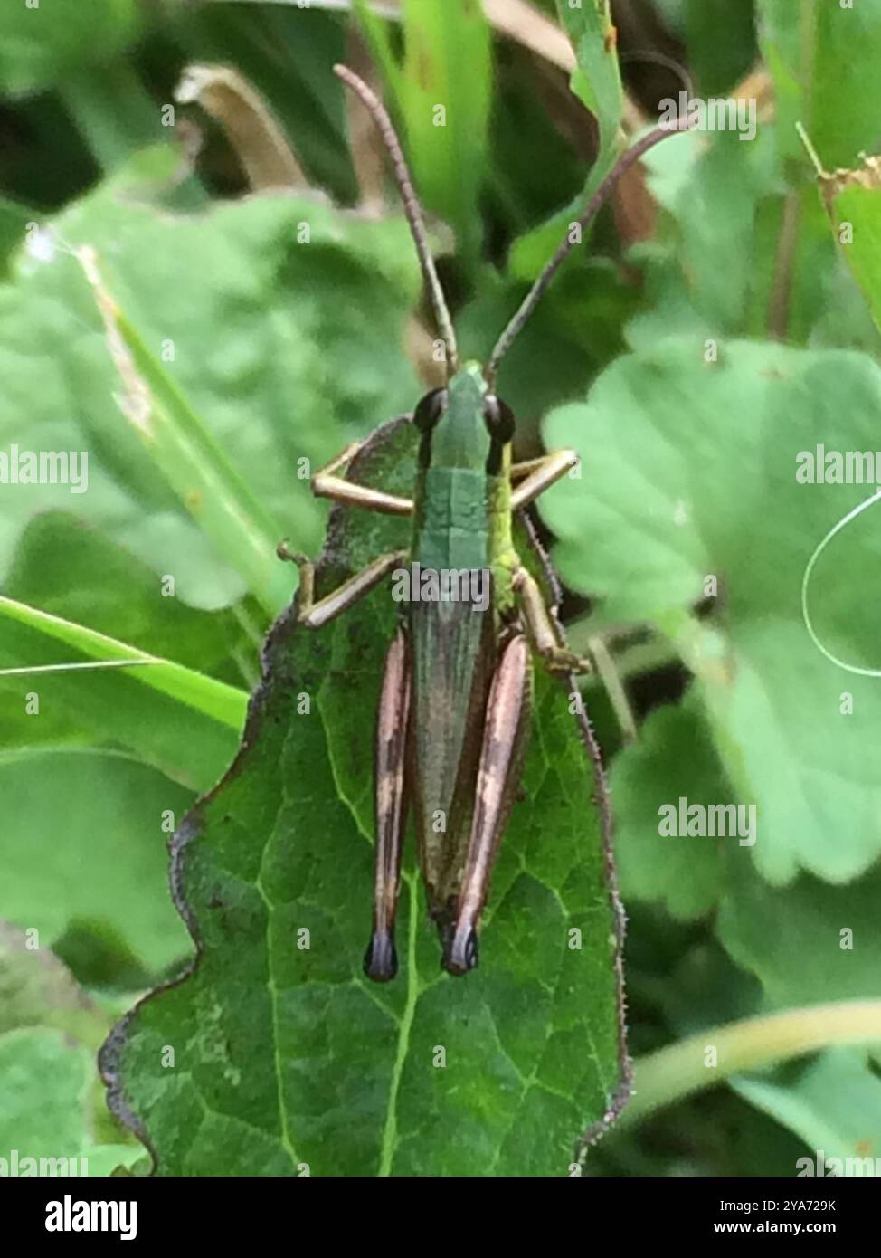 Meadow Grasshopper (Pseudochorthippus parallelus) Insecta Stock Photo ...