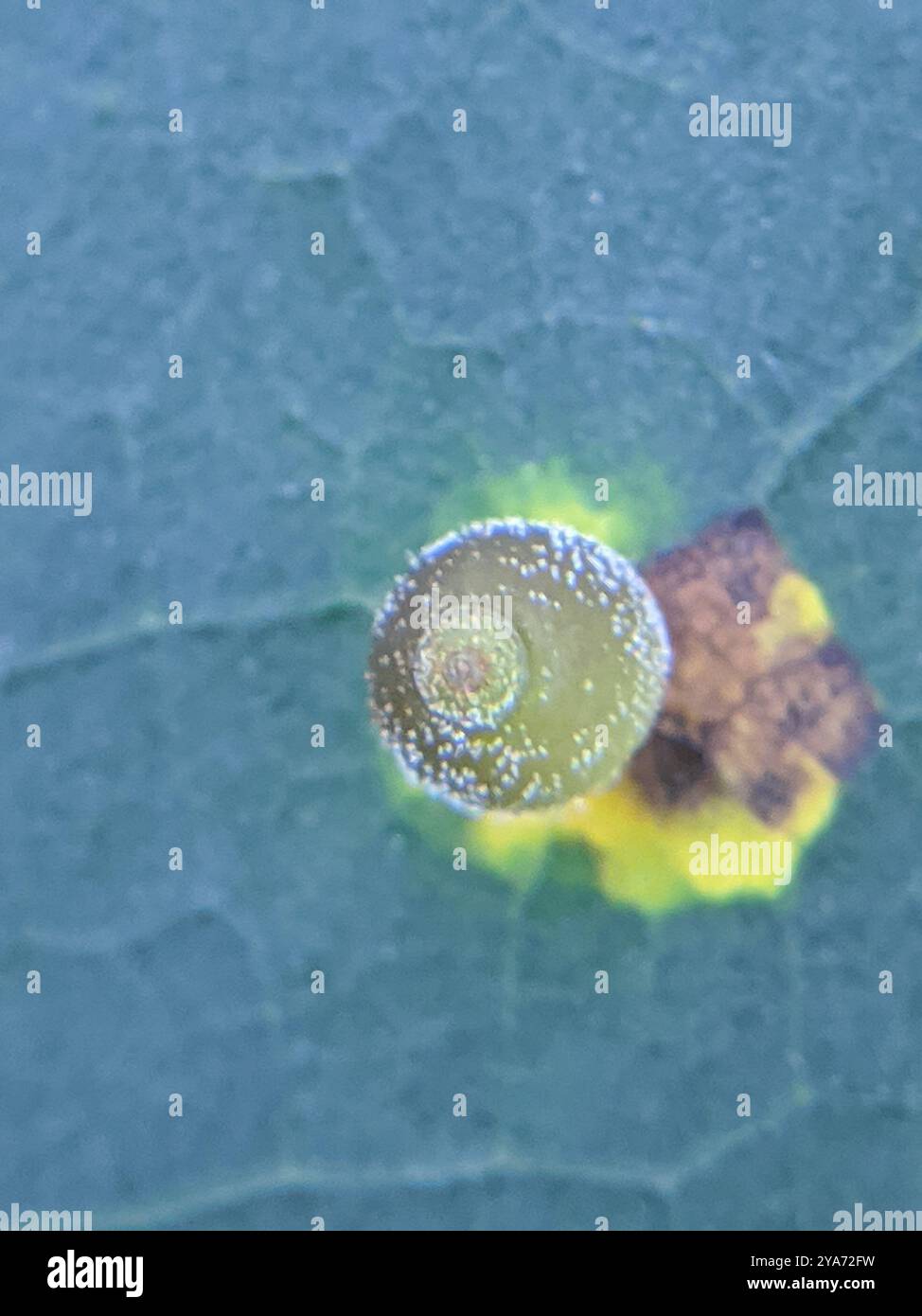 Hickory Sticky Ginger Jar Gall Midge (Caryomyia viscidolium) Insecta ...