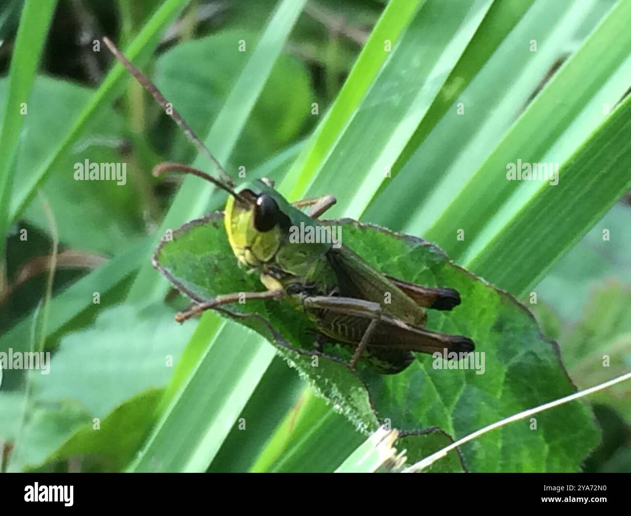 Meadow Grasshopper (Pseudochorthippus parallelus) Insecta Stock Photo ...