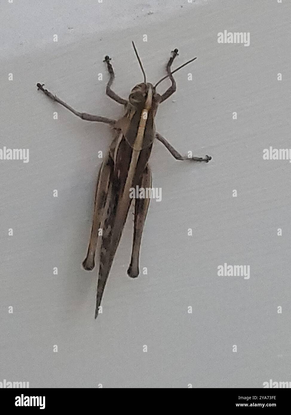 American Bird Grasshopper (Schistocerca americana) Insecta Stock Photo ...