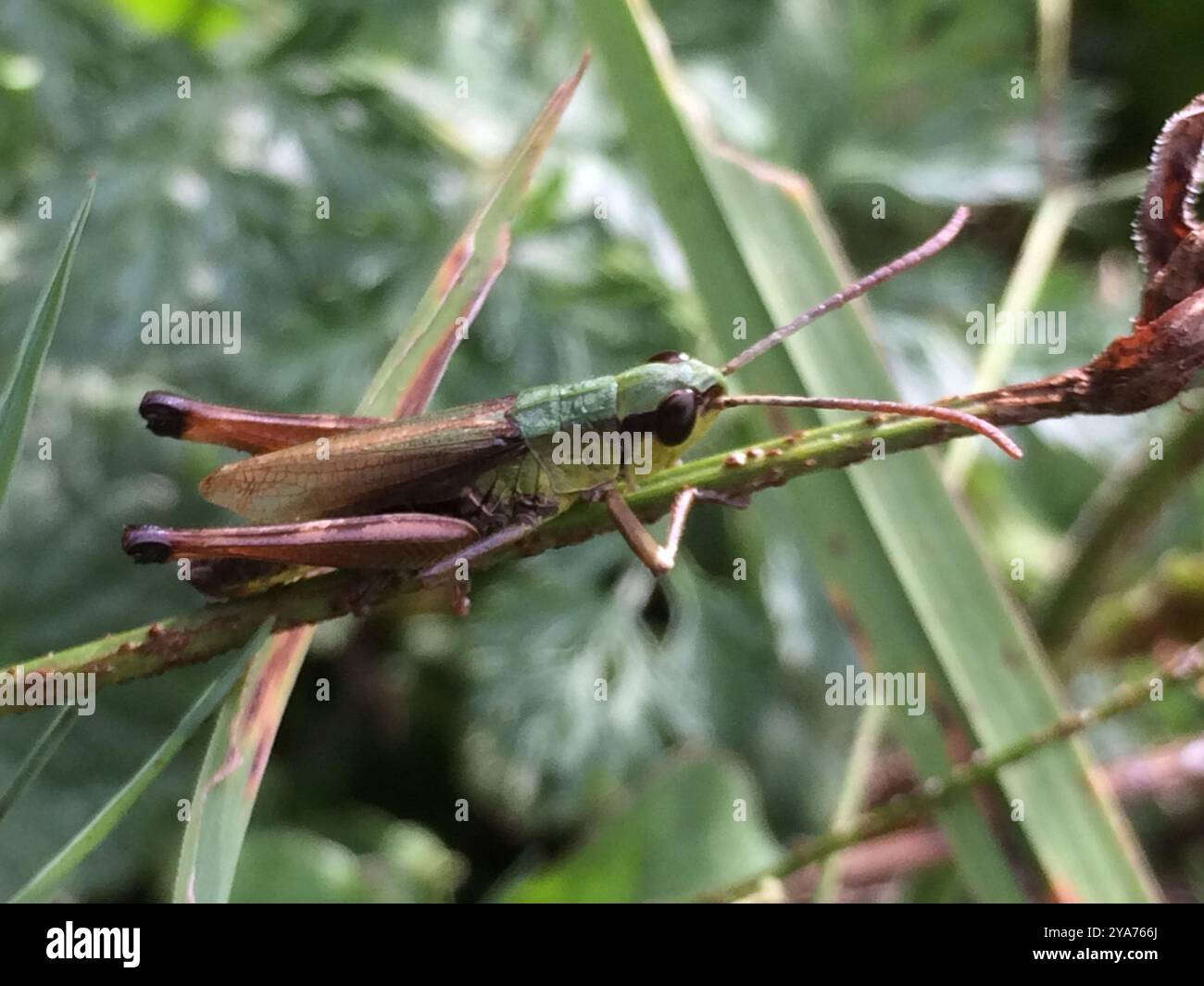 Meadow Grasshopper (Pseudochorthippus parallelus) Insecta Stock Photo ...