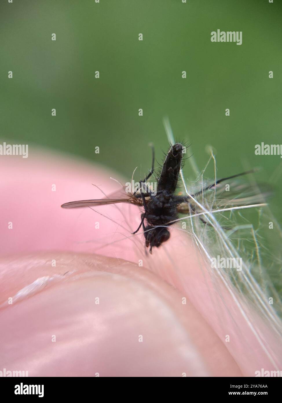 Root Magnotta Insect Root-maggot Flies (Anthomyiidae) Insecta Stock Photo - Alamy