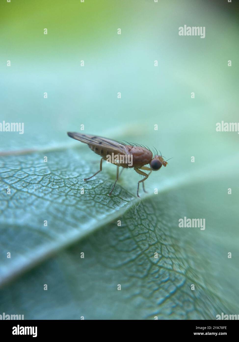 Florus Insect Florum hi-res stock photography and images - Alamy