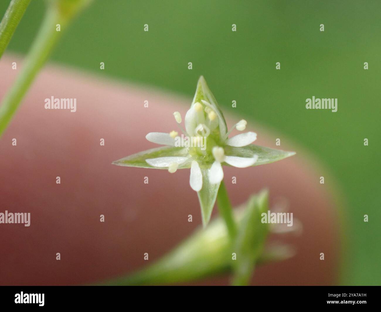 bog-stitchwort-stellaria-alsine-plantae-stock-photo-alamy