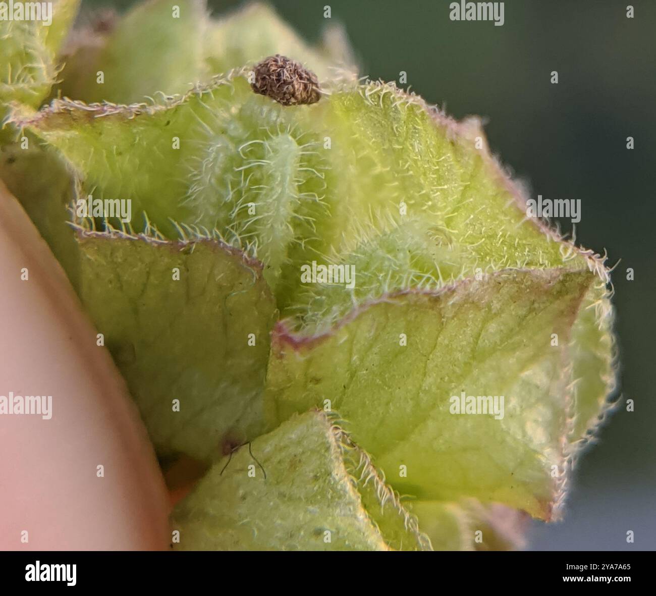 Wild Four o'Clock (Mirabilis nyctaginea) Plantae Stock Photo - Alamy