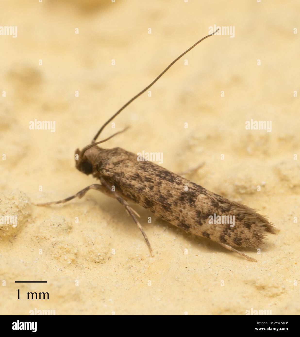 Butterflies and Moths (Lepidoptera) Insecta Stock Photo - Alamy