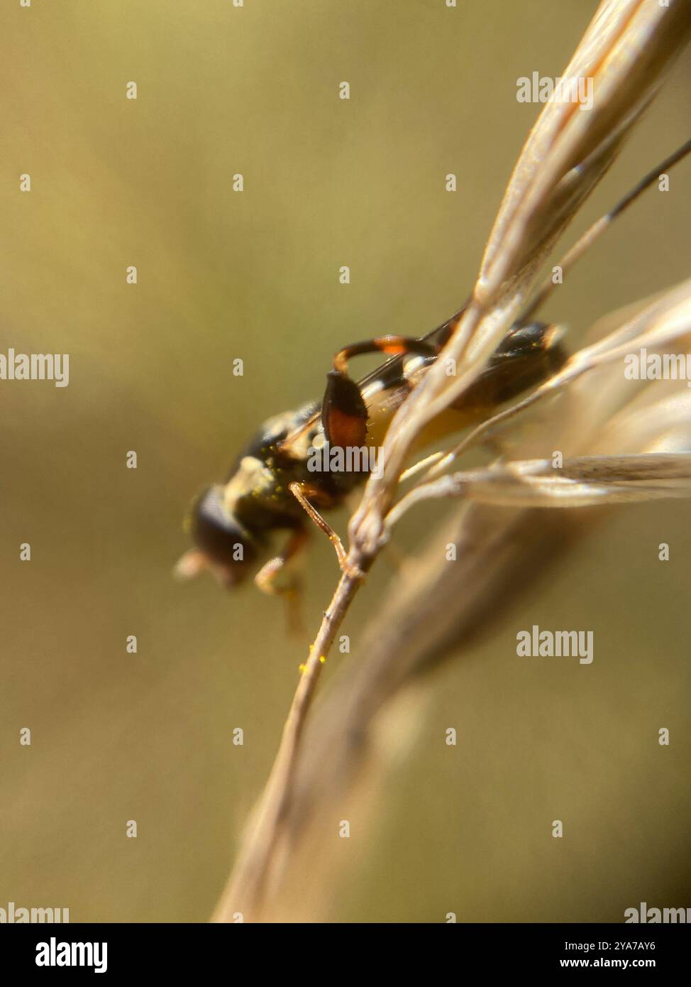 Thick-legged Hover Fly (Syritta pipiens) Insecta Stock Photo - Alamy