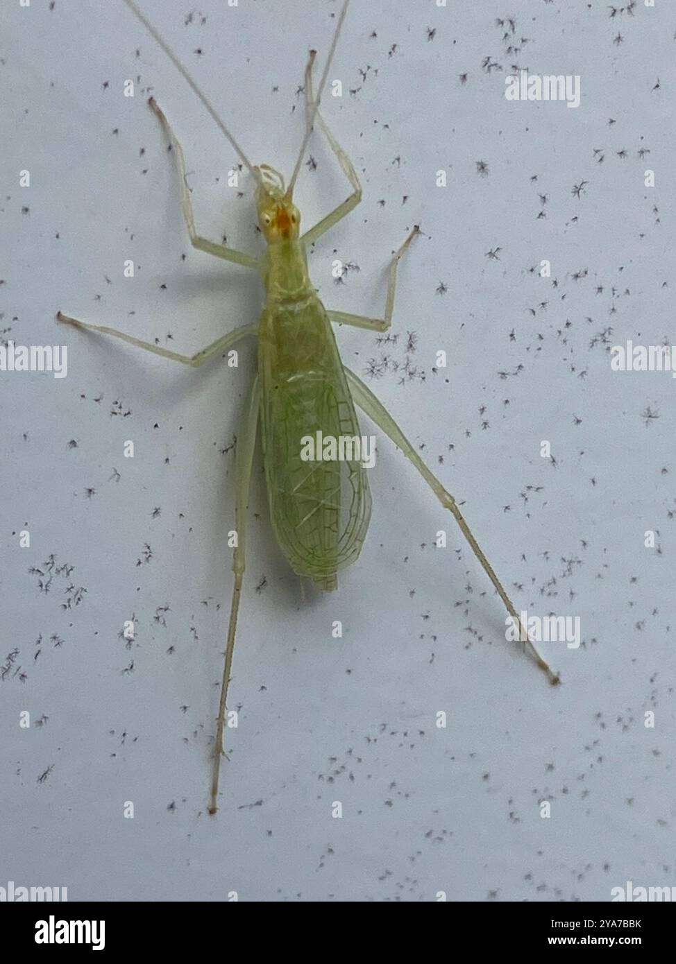 Common Tree Crickets (Oecanthus) Insecta Stock Photo - Alamy