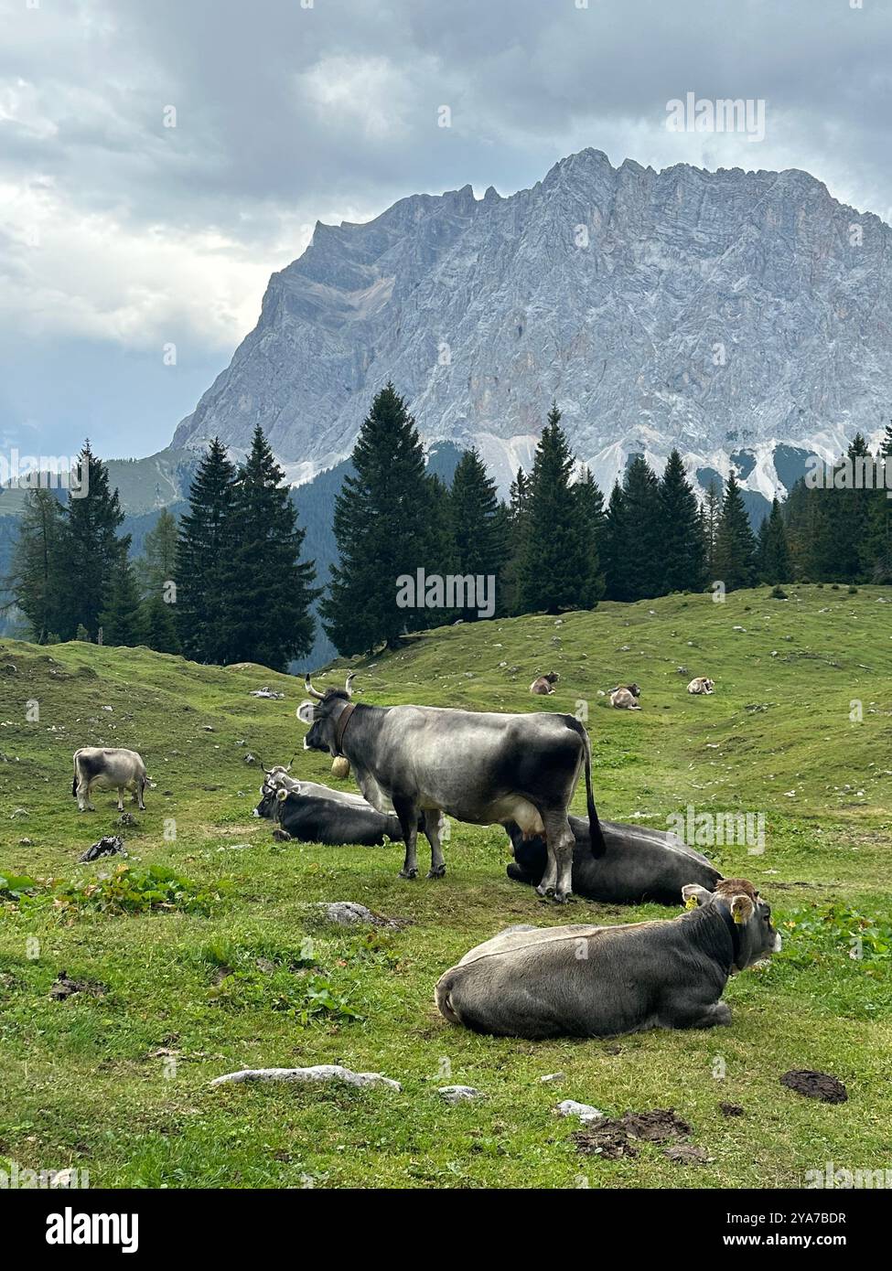cow in alpine mountains in summer - Smartphone Captured Stock Image