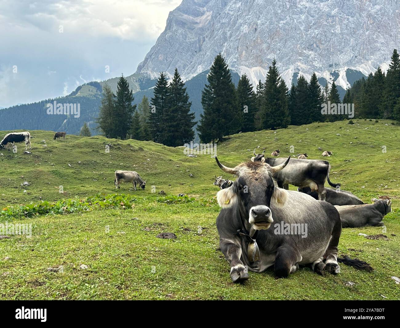 cow in alpine mountains in summer - Smartphone Captured Stock Image