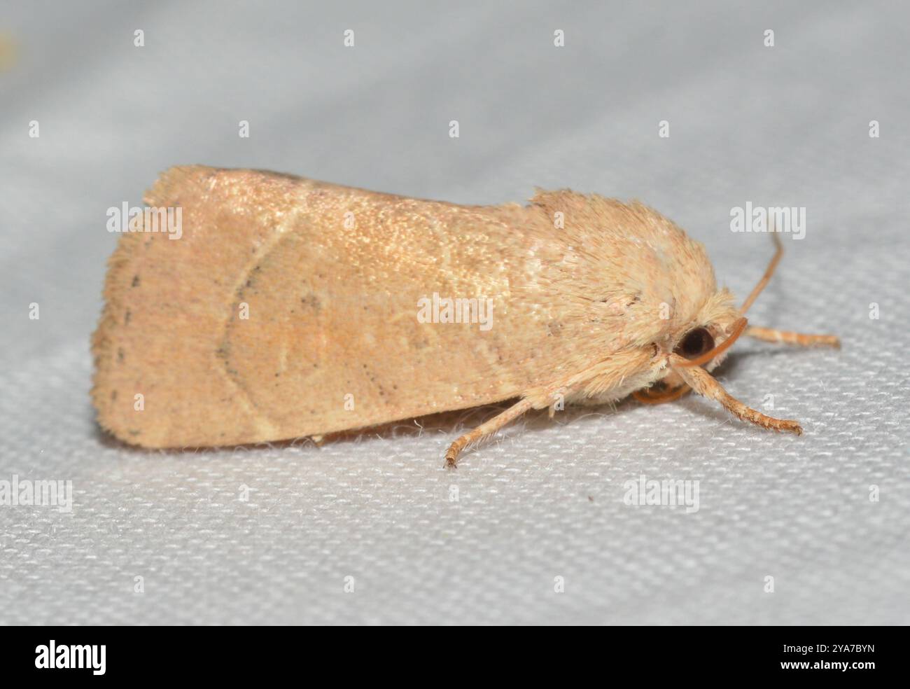 American Dun-bar Moth (Cosmia calami) Insecta Stock Photo - Alamy