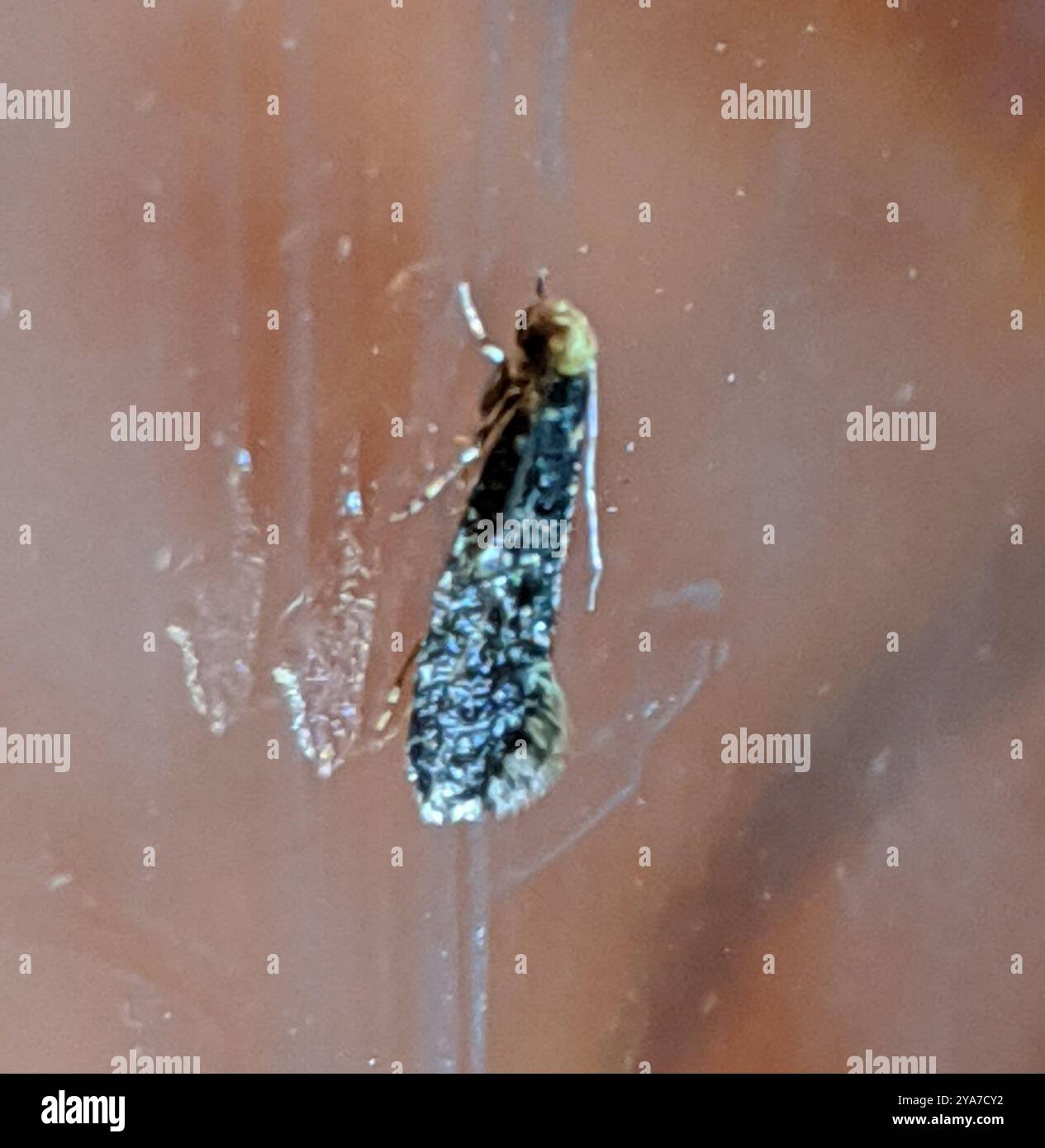 Carrion Inset Carrion Moth (Monopis weaverella) Insecta Stock Photo - Alamy