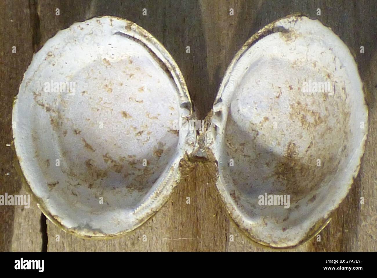 Asian Clam (Corbicula fluminea) Mollusca Stock Photo - Alamy