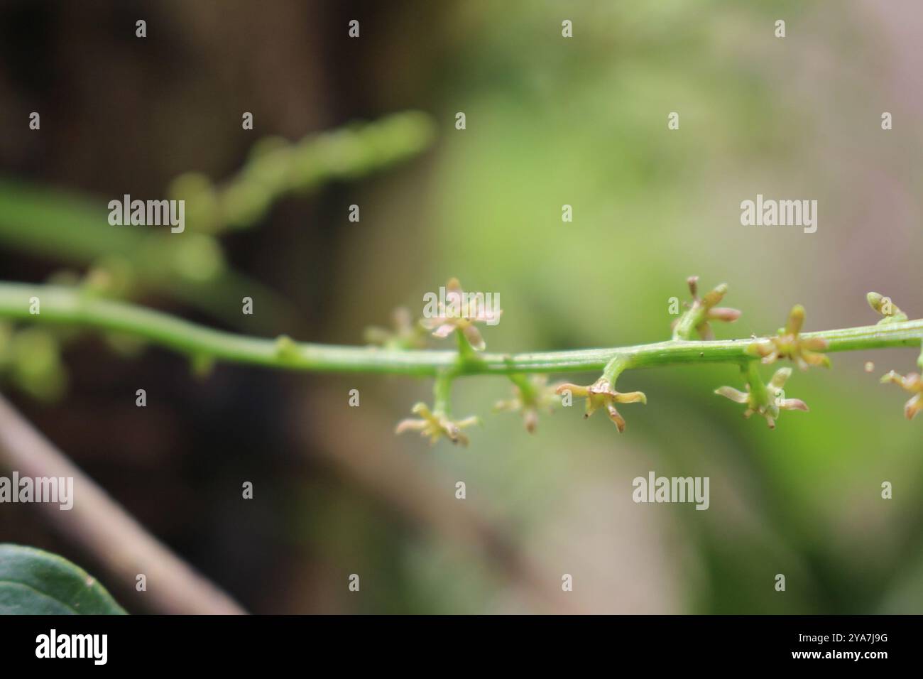true yams (Dioscoreaceae) Plantae Stock Photo - Alamy